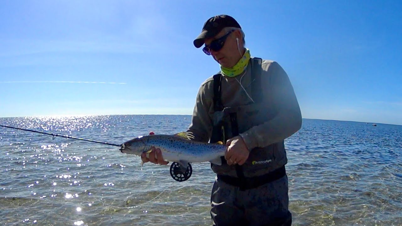 Havsöring i Vårsolen (flyfish4fun.se)