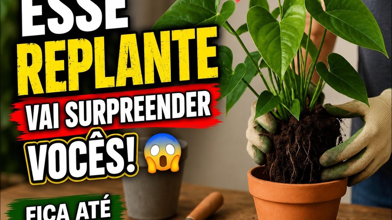 FAZENDO REPLANTES  DOS MEUS ANTÚRIOS #PLANTASCALOR 🥵🥵#GRATIDÃO À DEUS POR TUDO 🙌🍀☘☘☘☘