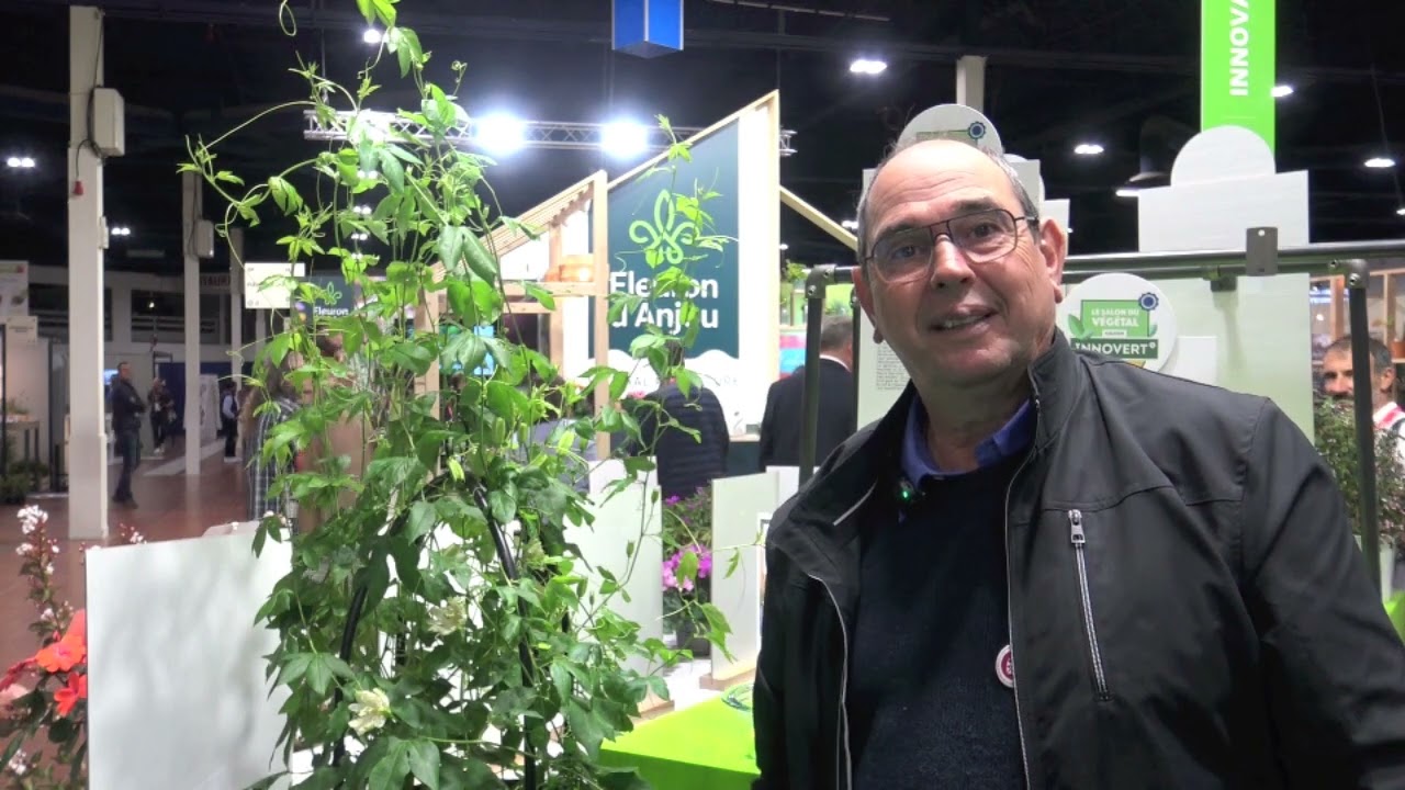 Vidéo concours Innovert 2024 : Médaille d’or pour la Passiflore à fruits Cooltropics® Snowstar
