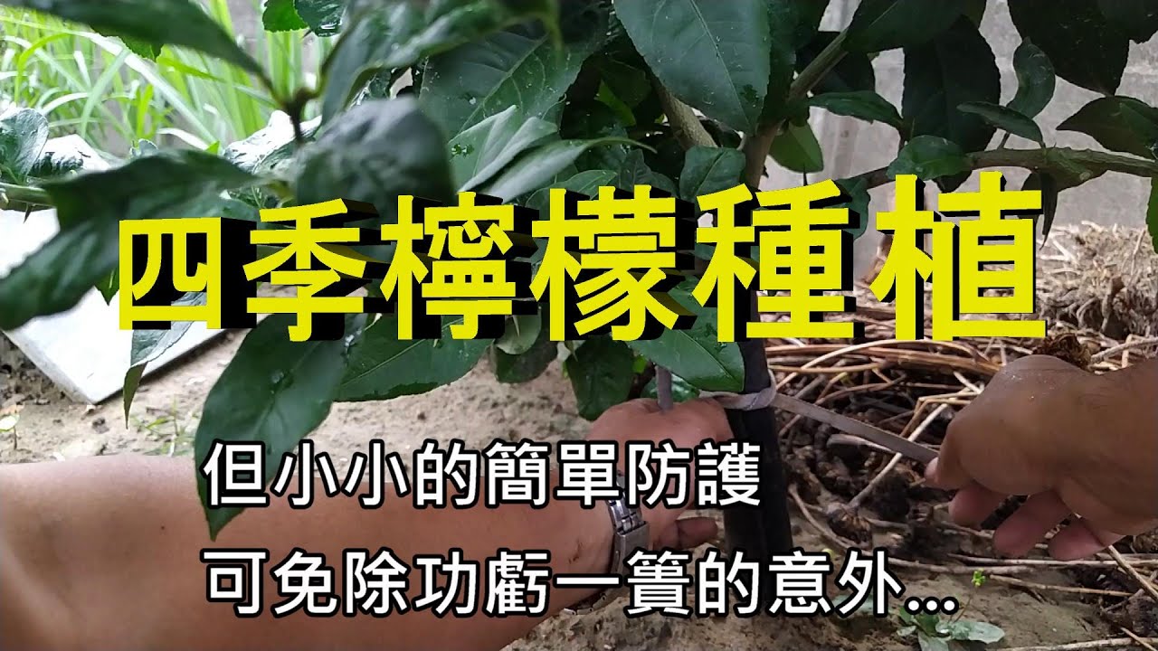 [四季檸檬種植]01 底莖防護在柑橘類類果樹是必要的 除非 只是種開心的 不做的代價 很容易是功虧一簣....