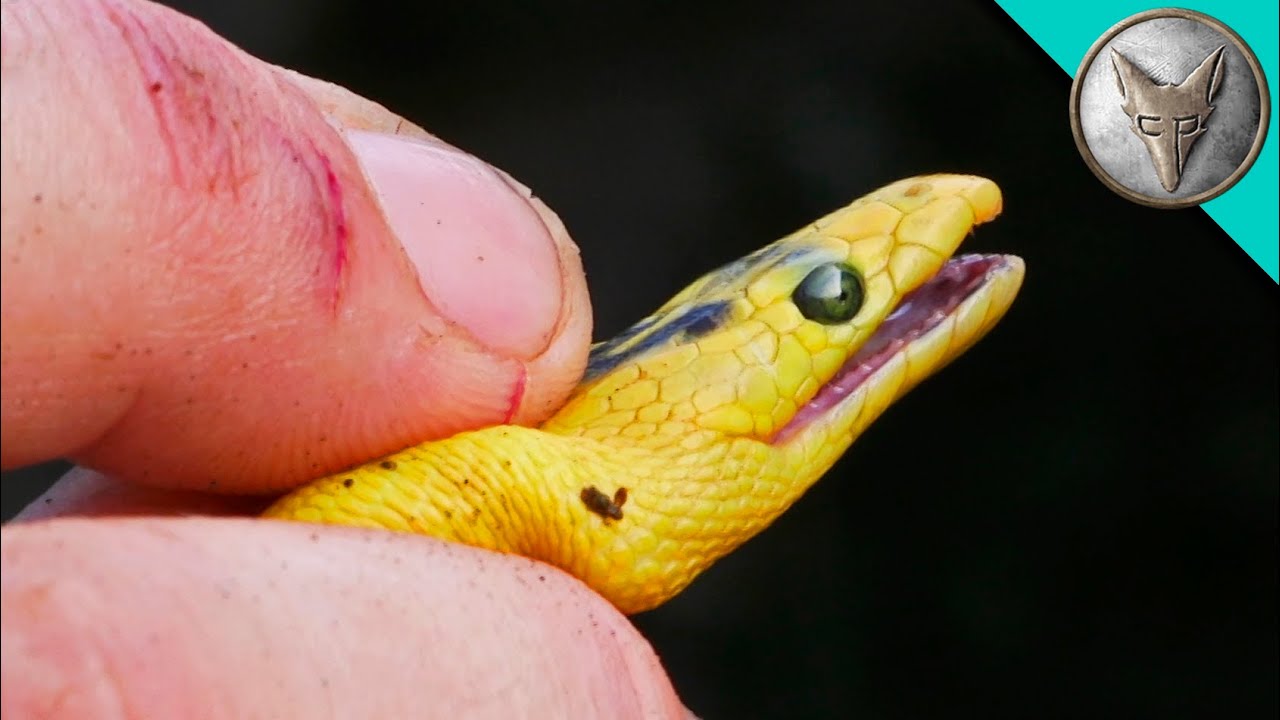 DEADLY Sea Snake Encounter!