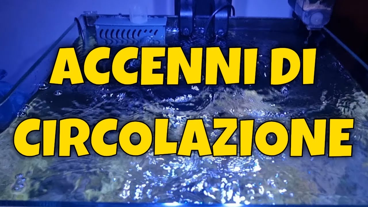 Maturazione Acquario Marino - Aggiornamento Acquario Marino