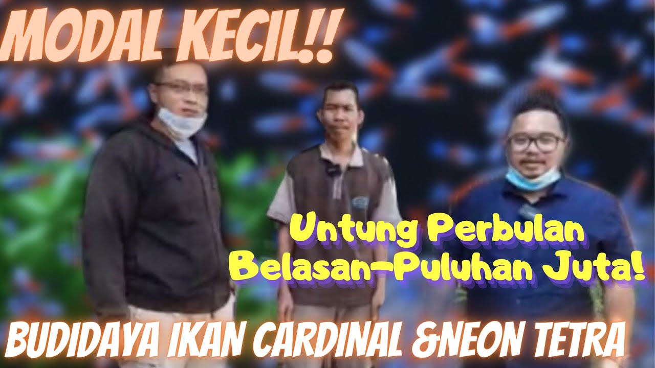 MODAL KECIL UNTUNG BESAR | BUDIDAYA IKAN CARDINAL & NEON TETRA | BANG GOMPAL CURUG BOJONGSARI DEPOK