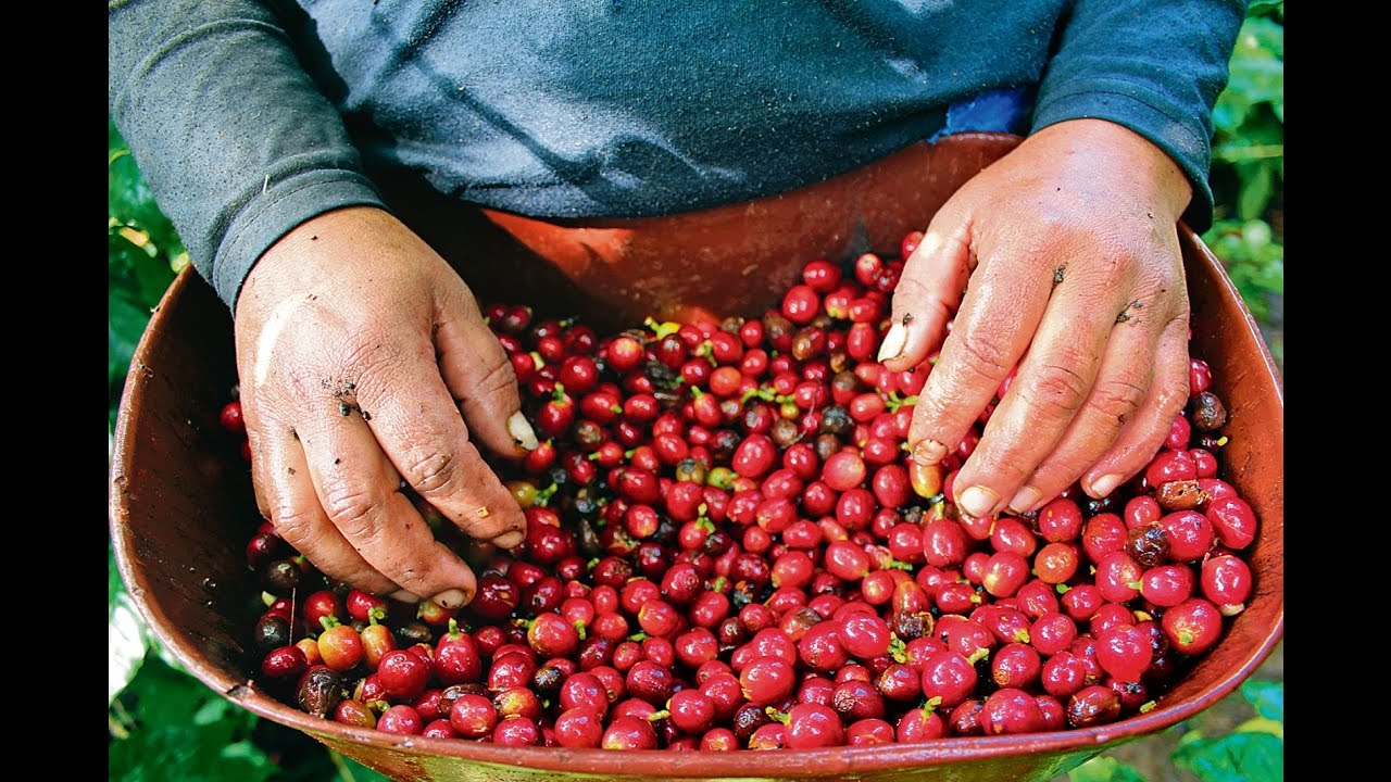 Los Andariegos de los Cafetales  - TvAgro por Juan Gonzalo Angel