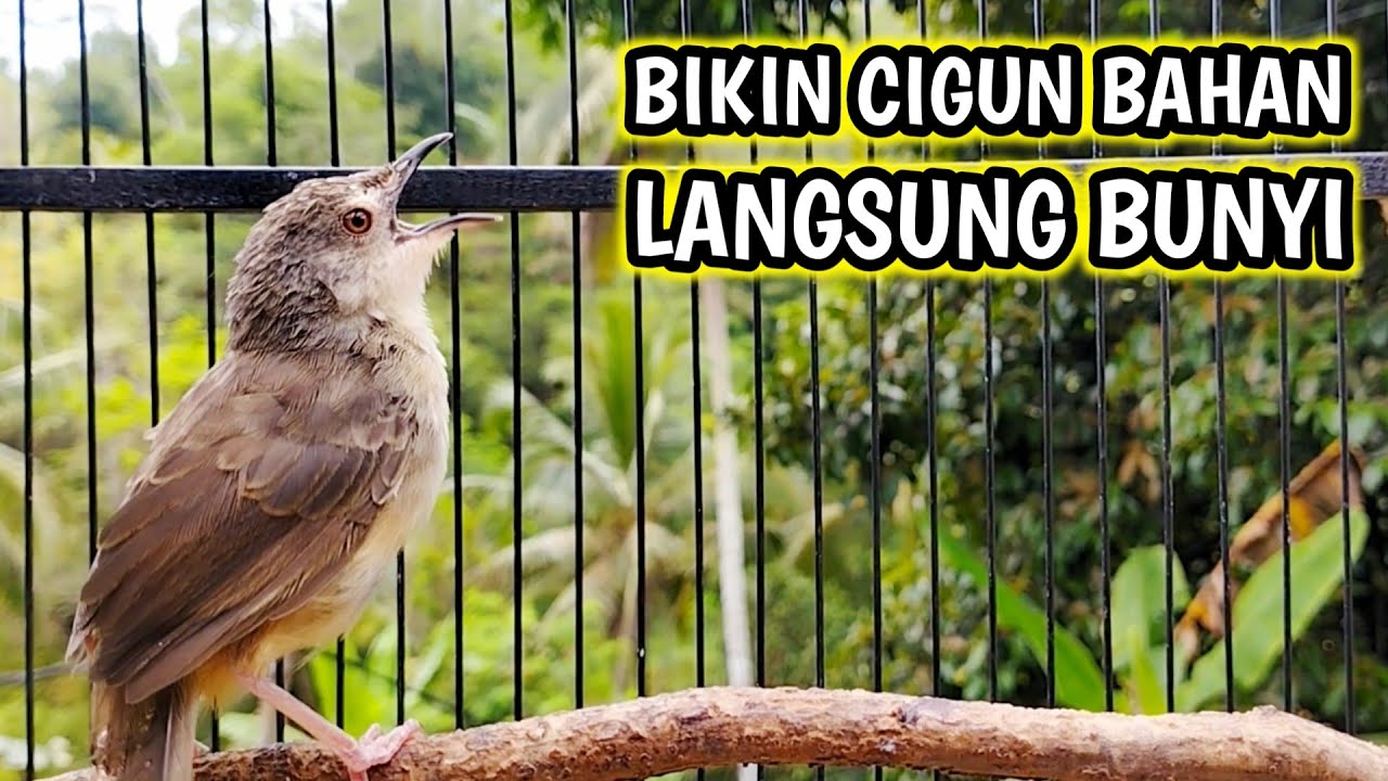 Pancingan Cigun Agar Bunyi dan Cepat Ngriwik, Cigun Bahan Auto Emosi
