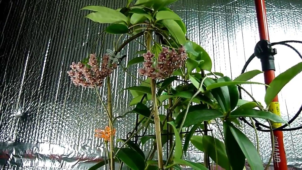 A Visit with Hoya pubicalyx Pink Dragon