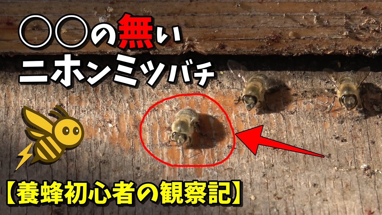○○の無い ニホンミツバチ【養蜂初心者の観察記】 #観察 #ニホンミツバチ