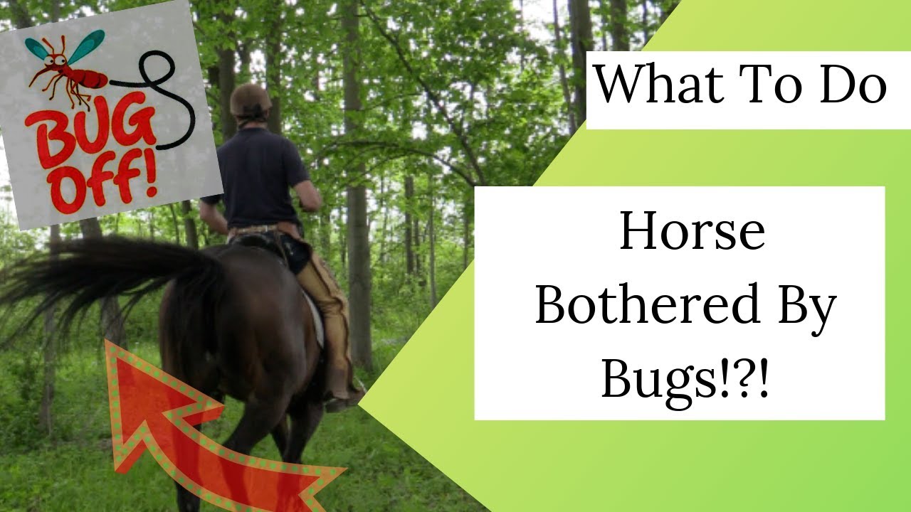 Is Your Horse Bothered By Bugs On The Trail?...Tips And Tricks