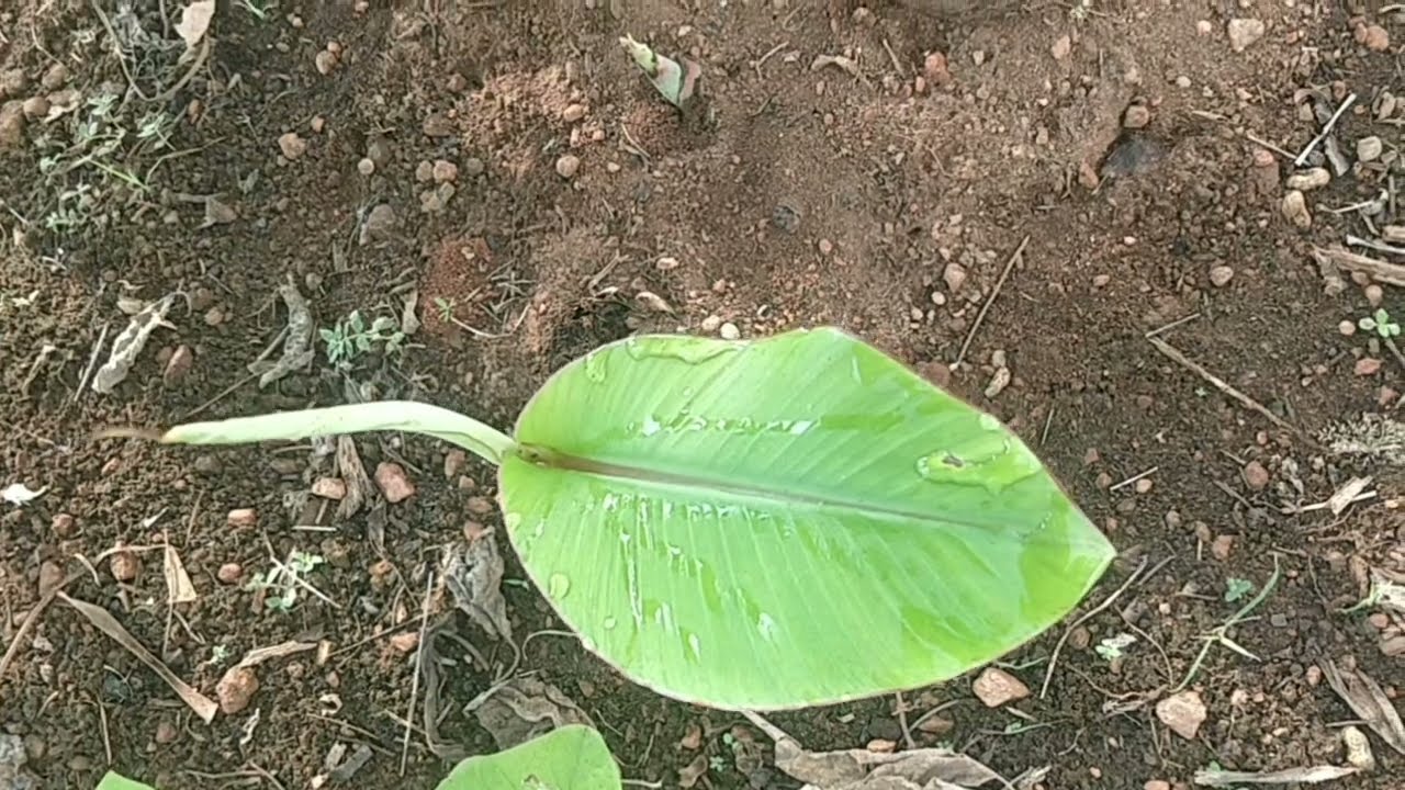 நாட்டு ரஸ்தாளி வளர்ப்பு &  உரம் மேலாண்மை | Maintenance method #shorts #banana