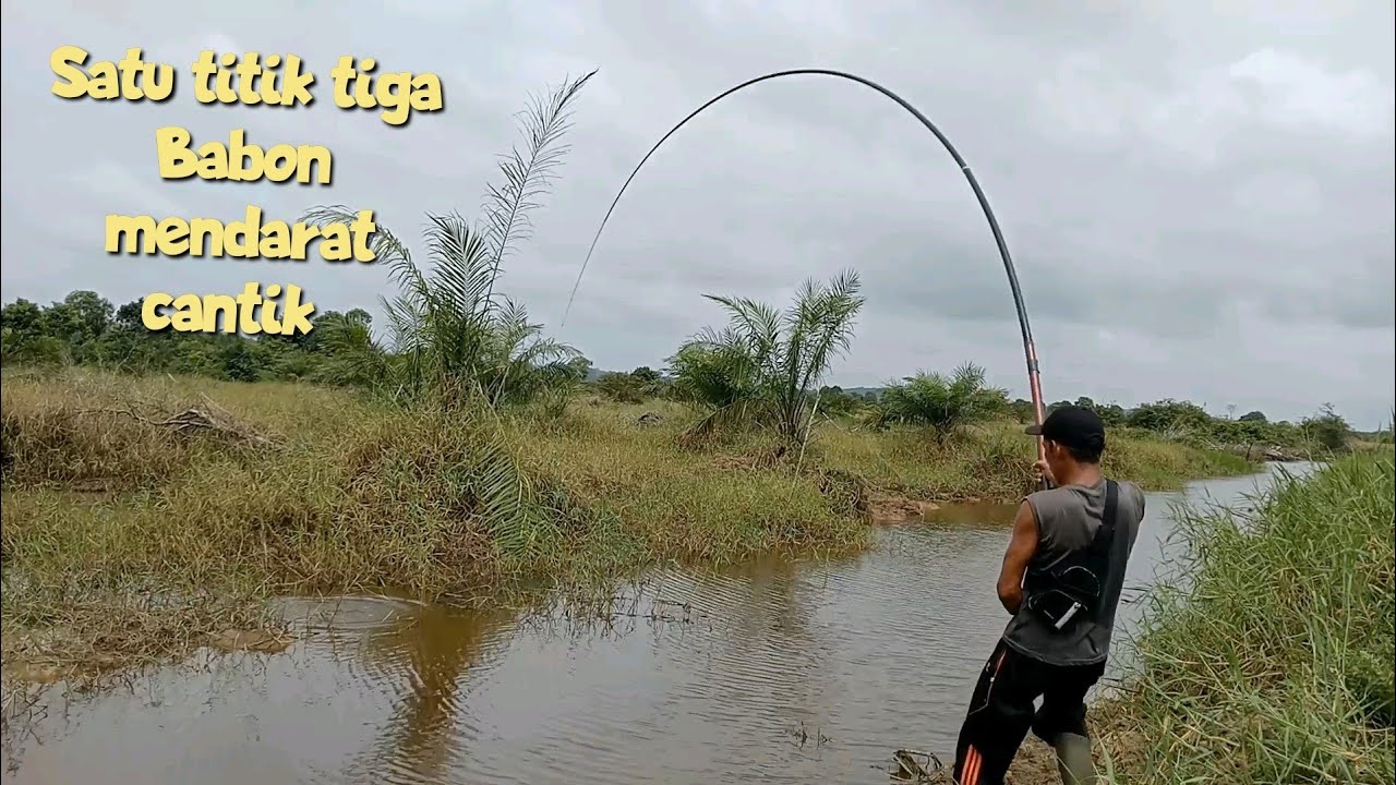 satu titik tiga Babon mendarat cantik || Mancing ikan gabus