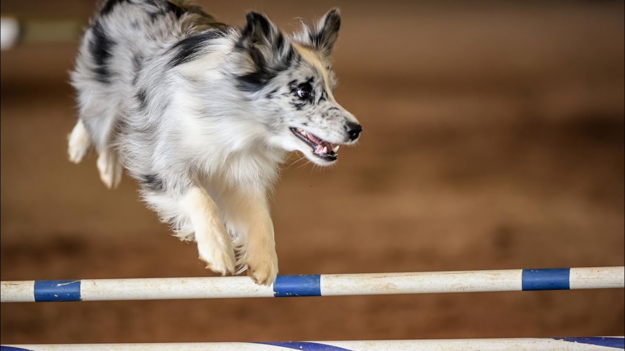 Training the “Forced-Front-Cross” for agility