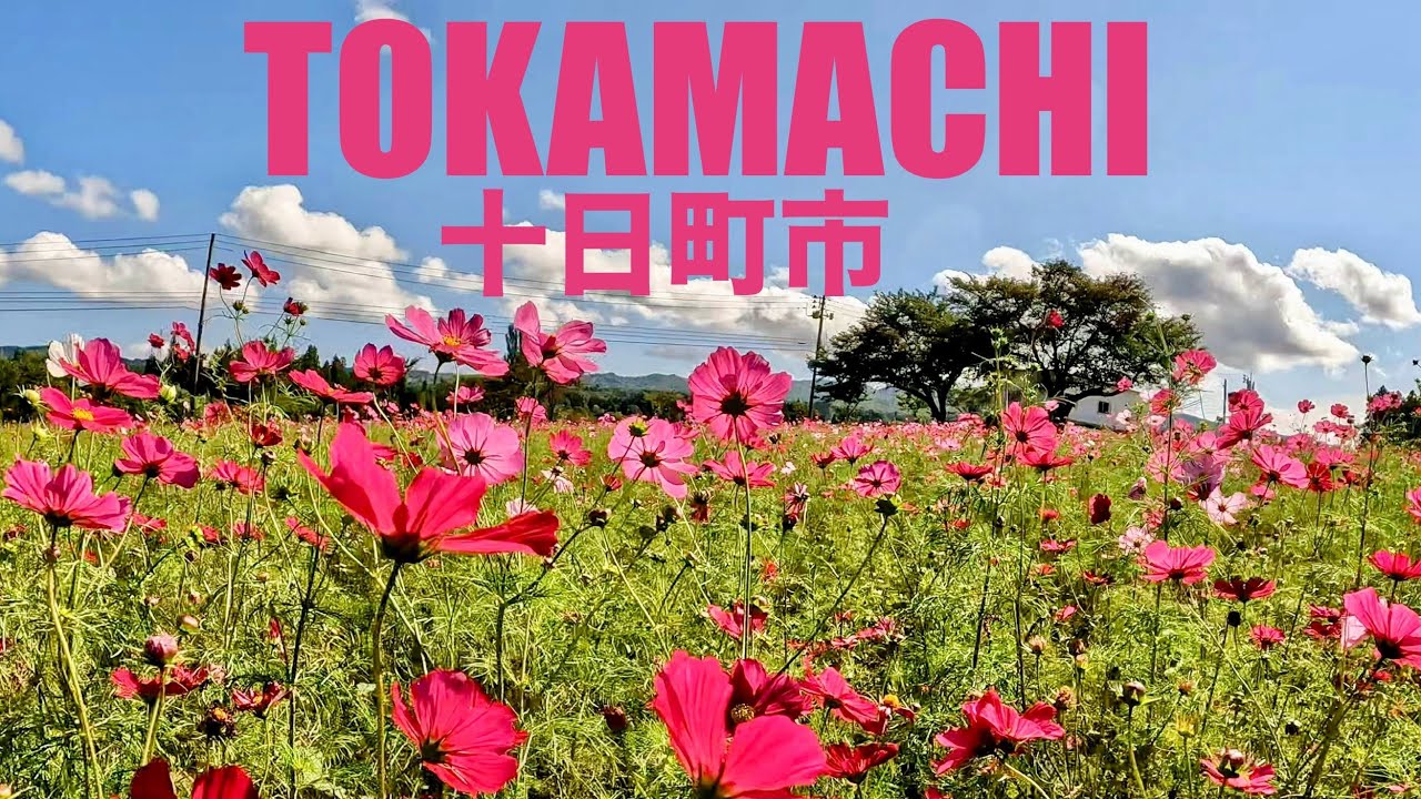 Autumn Cosmos Bloom in Tokamachi Japan