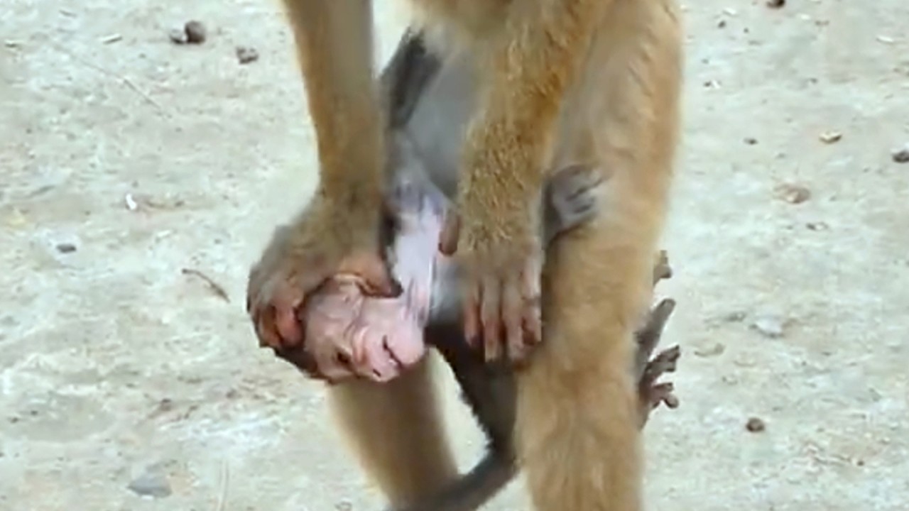 Copy of LIVE: Adorable Baby RAIN Seeks Mama’s Care During Playtime 💛🐒