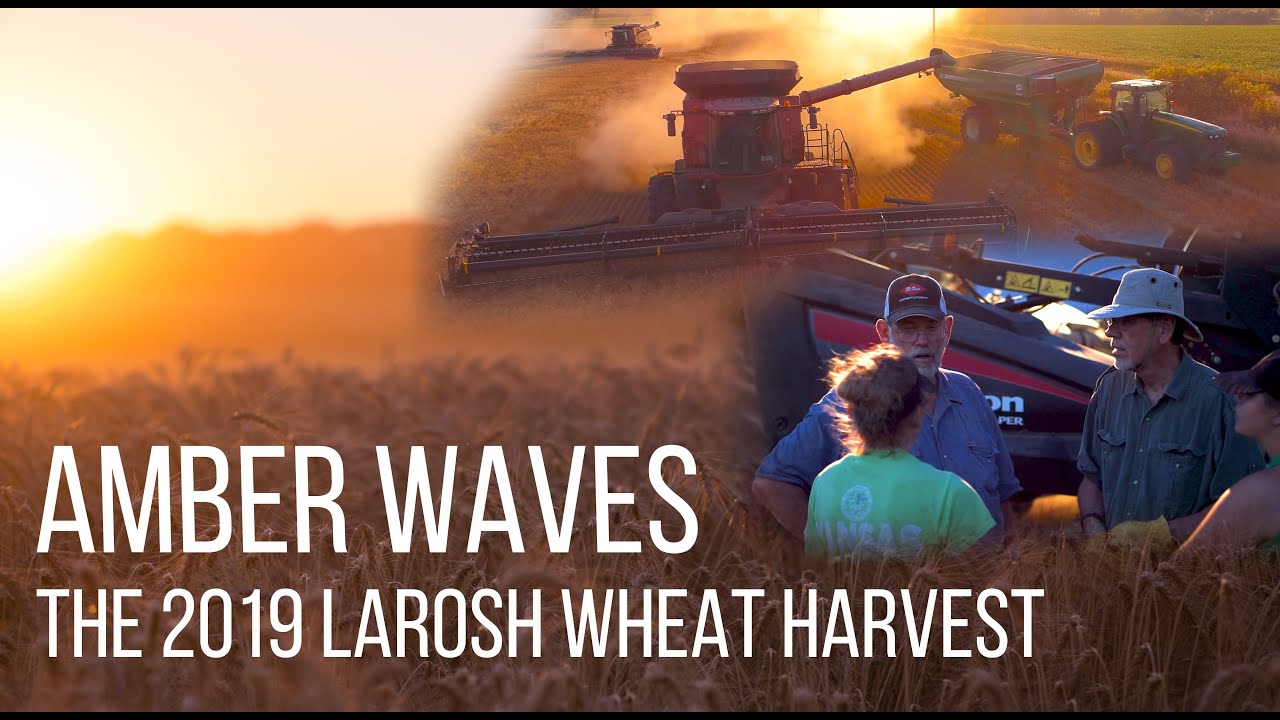 Amber Waves: LaRosh 2019 Wheat Harvest
