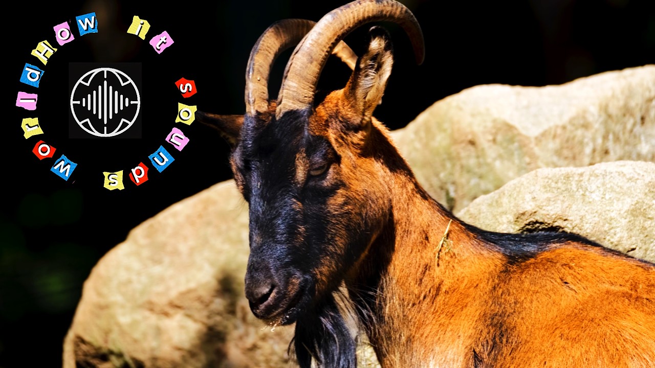 What does a goat sound like? | Real goat bleating sound