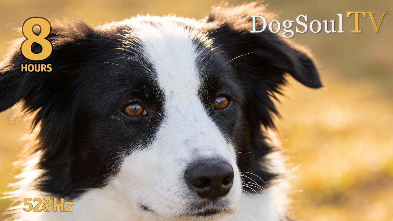 CALMING MUSIC FOR HYPERACTIVE DOGS | 8 Hours Soul Sounds 🐕💙
