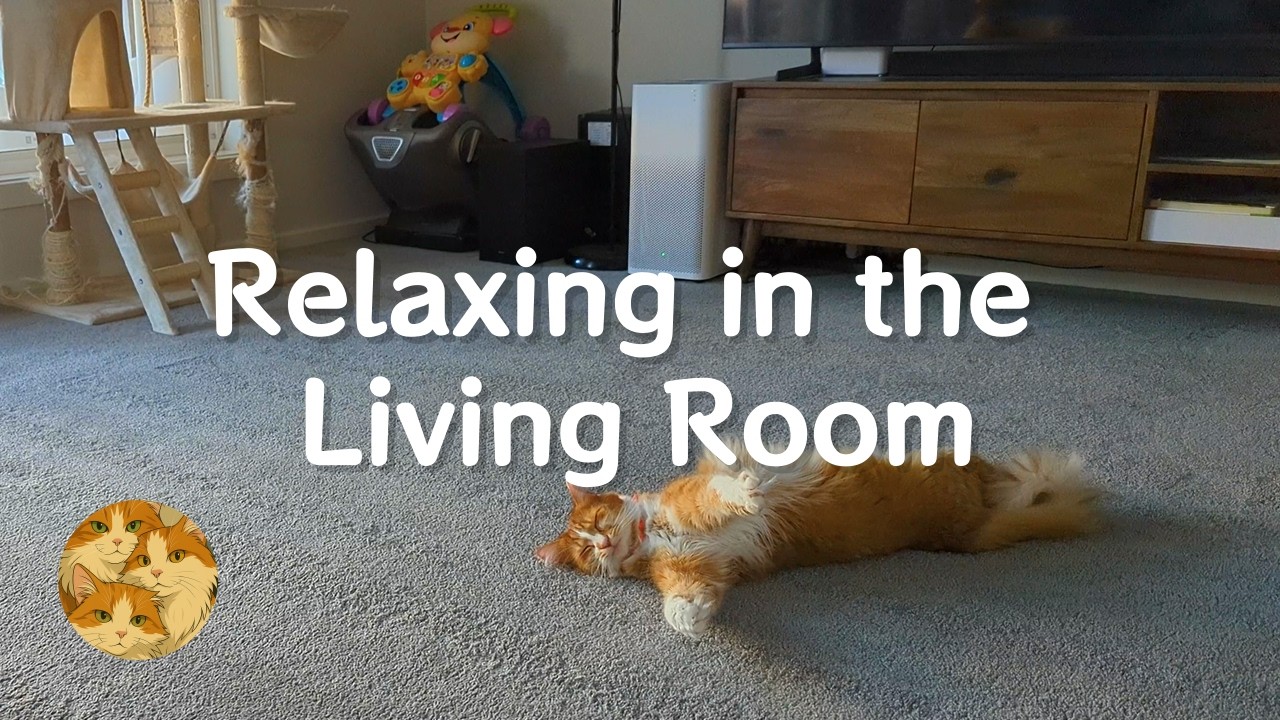 Relax with Cats in the Living Room 與三喵一起在客廳放空吧