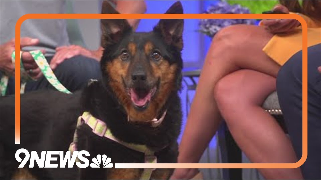 Sweet Australian-shepherd mix needs a forever home