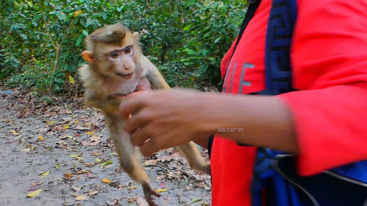 Today I'm Rescue🐒 Injured Abandoned Pigtail Monkey Fed Milk 🍼& Mango 🥭After Dog Bite yesterday