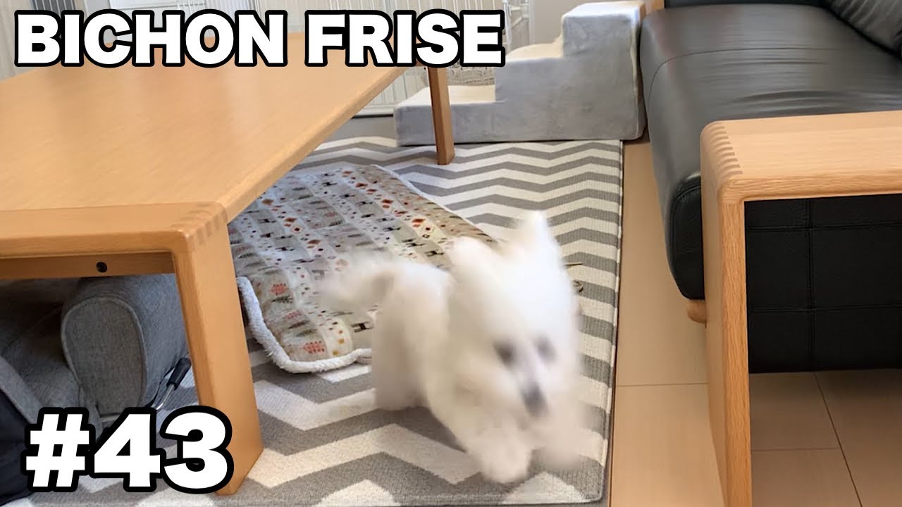 【Bichon Frise】ペットボトルで大暴走→体重測定しました / ビションフリーゼ #43