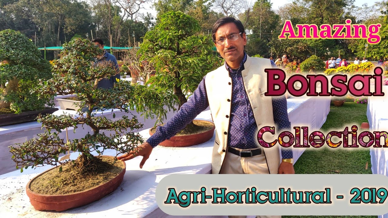 Amazing Bonsai Collection !!
