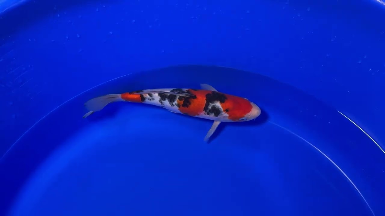 Sanke Sakai Fish Farm SK-SFFS002