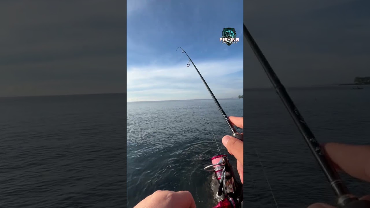 🎣 Crescent Grunter on light tackle! 🌊
