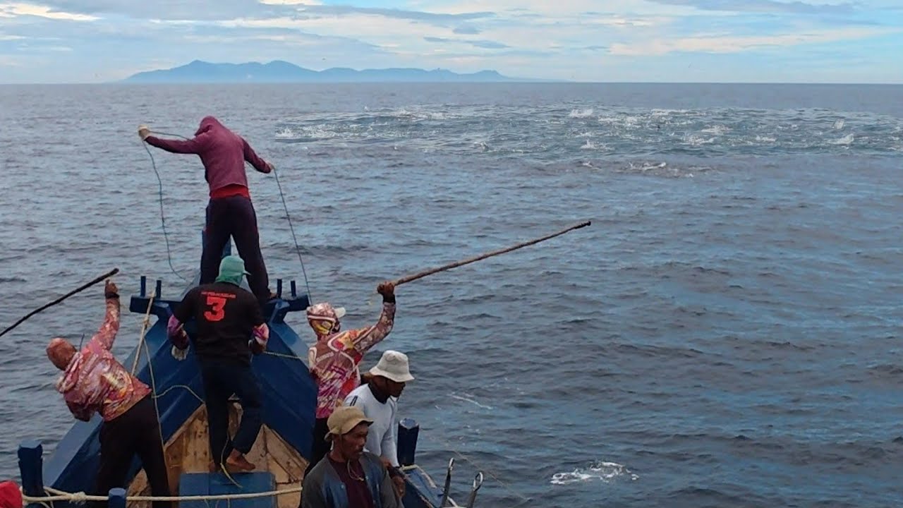 Pukat cincin, Luar biasa gak di sangka dapat banyak ikan cakalang, begini prosesnya km.yordan