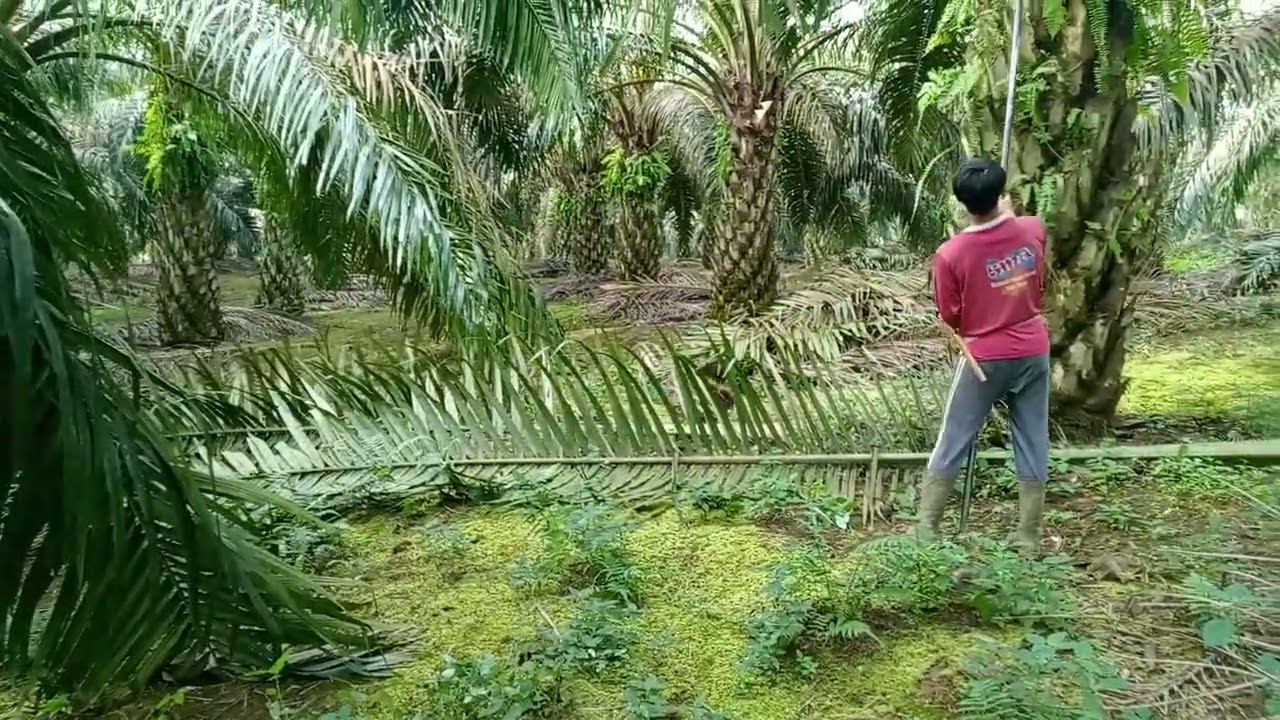 Meskipun buah trek tpi masih tetap berbobot mantap 💪#petanisawit #kebunsawit 