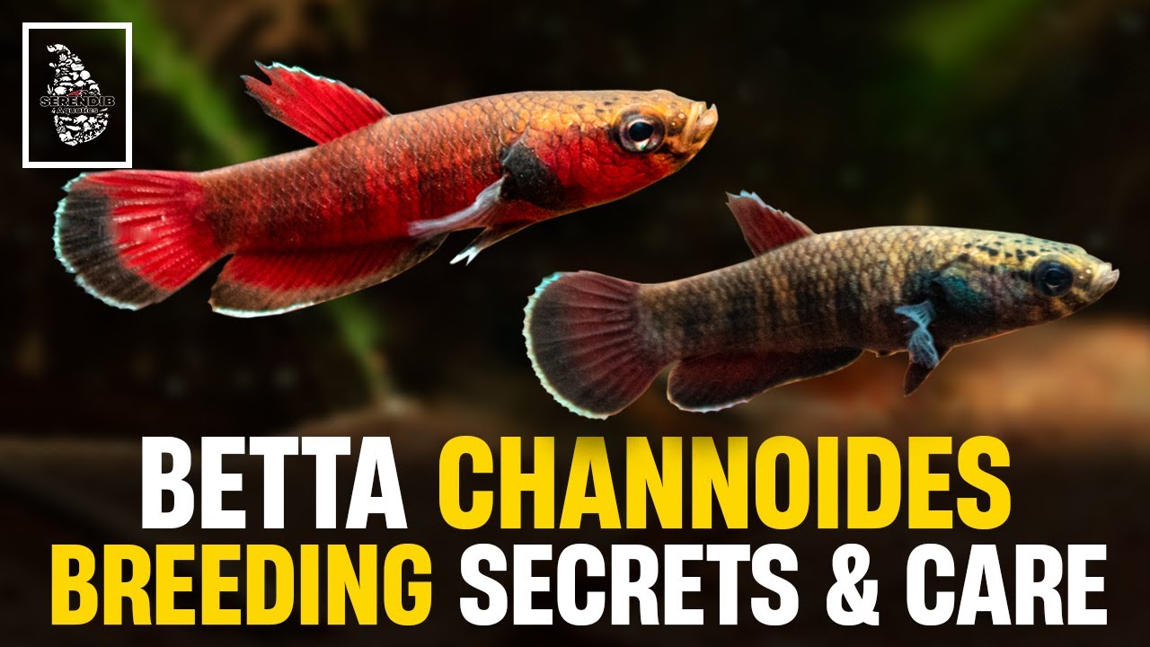 How to Breed Snakehead Bettas | Betta Channoides Care guide | Serendib Aquatics