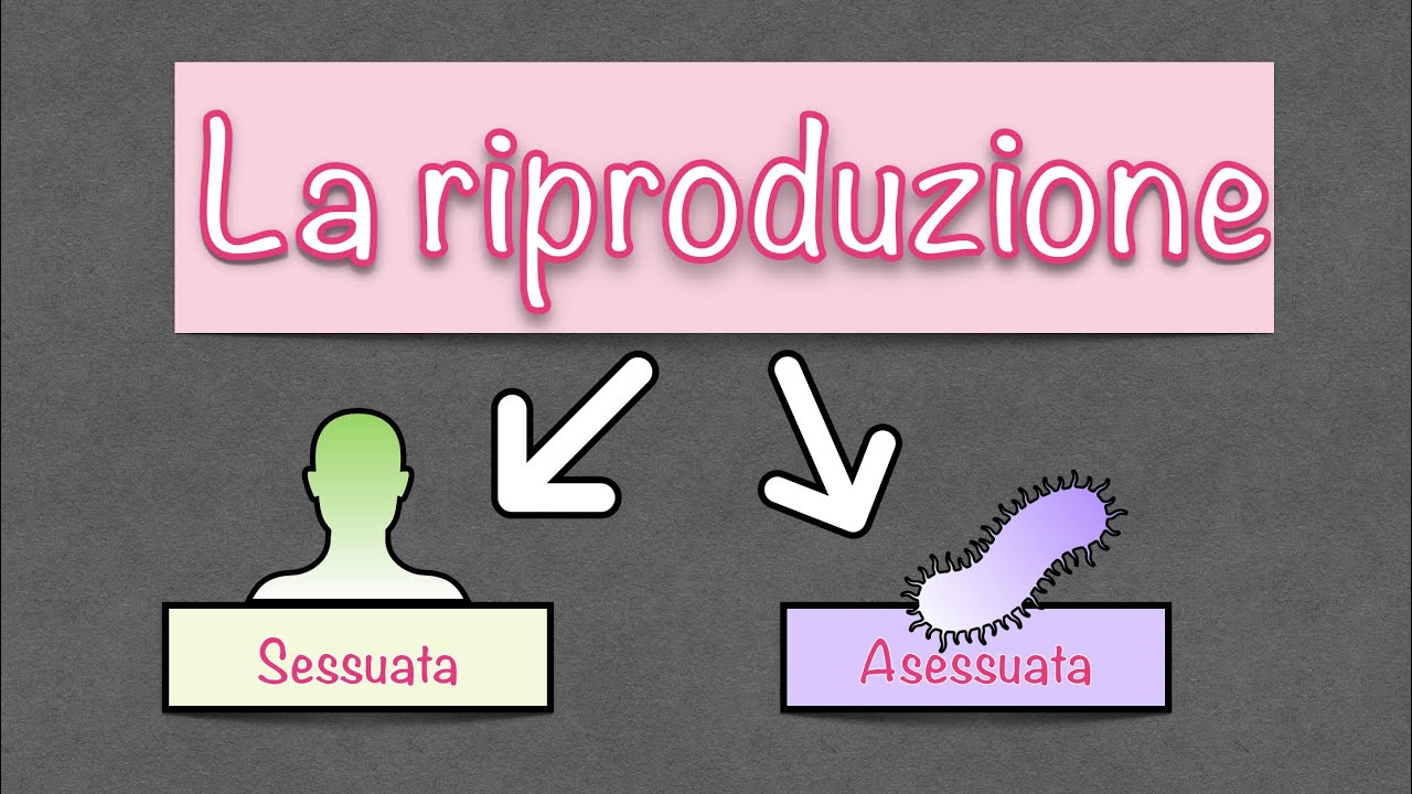Riproduzione sessuata ed asessuata