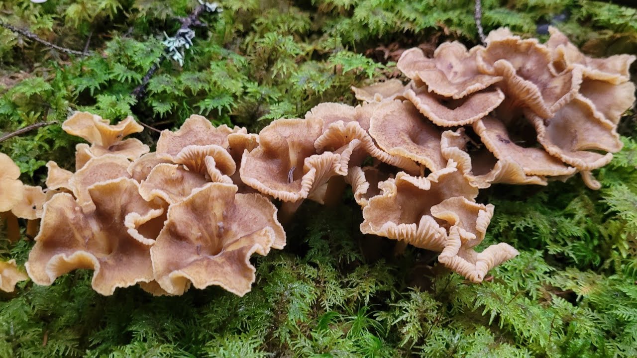 วันนี้สามีมาเก็บเห็ดด้วยอุ่นใจเห็ดเยอะเก็บเพลินมากลุยหาเงินกันคะ