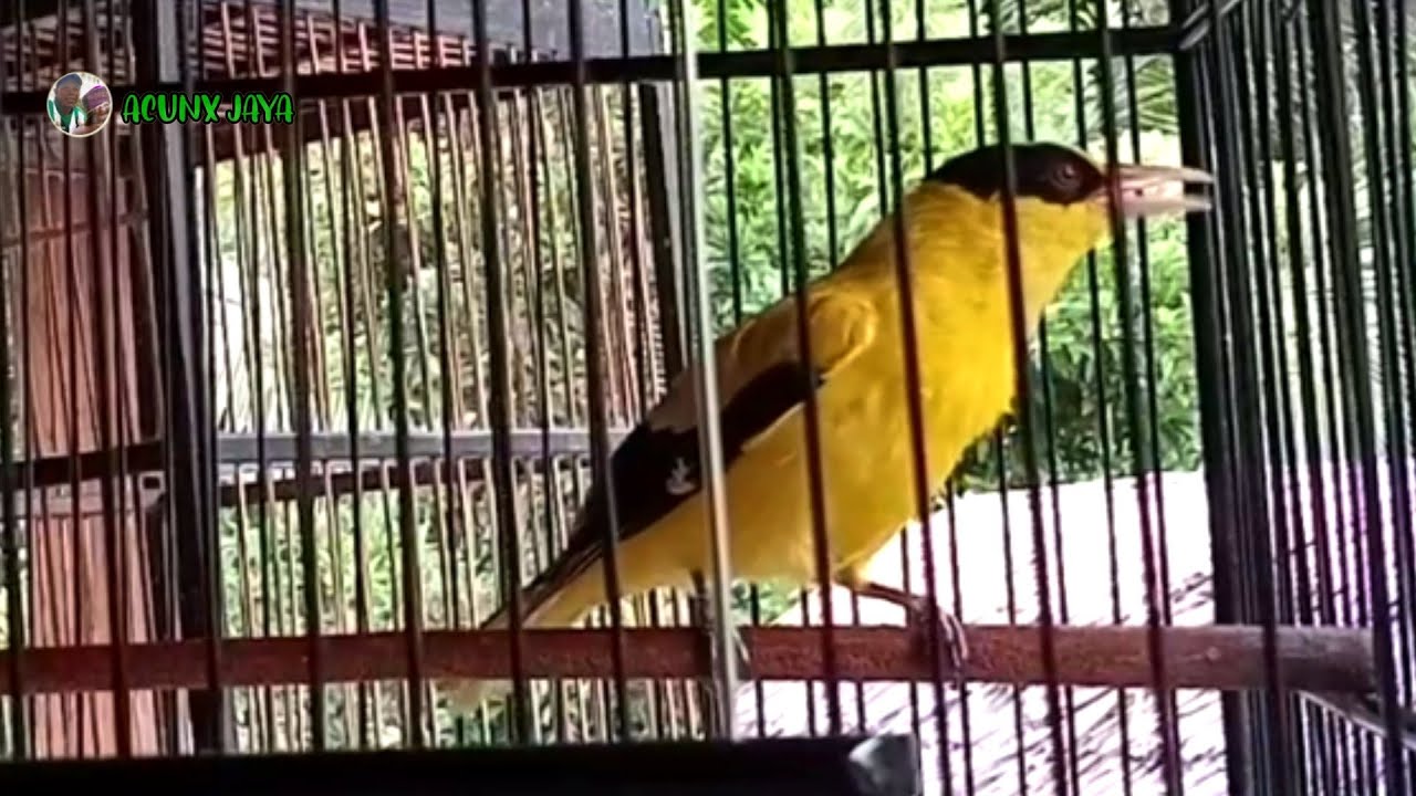 Suara Kepodang Alam Bikin Lawan Langsung Nyaut