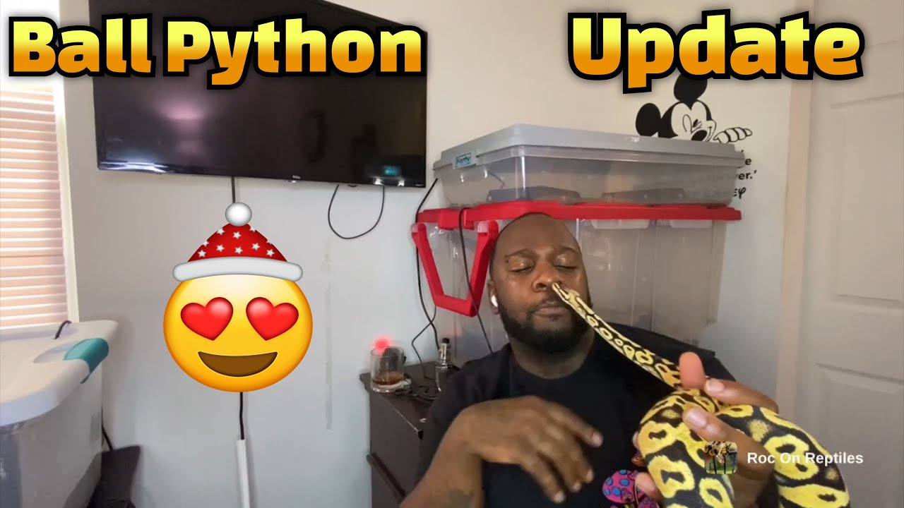 Reptile Vlog #12: Ball Python update “Topshelf” pastel yellow belly