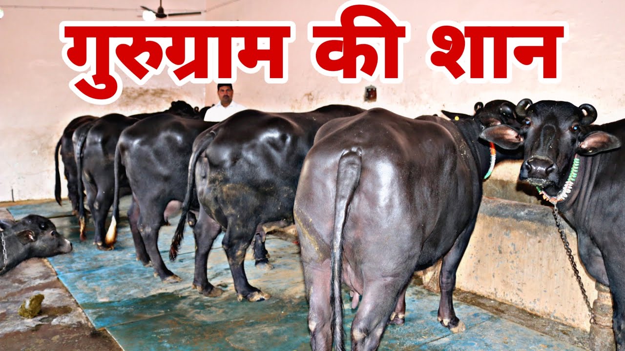 Super Quality(Champion🏆Buffalo )Murrah Buffaloes in Gurugram,Haryana.Milk Record-18 to 26 Kg