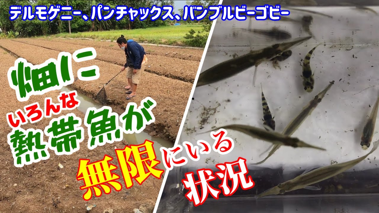 【アクアリウム/熱帯魚水槽】用水路に群れる熱帯魚をガサガサ、沢山いすぎでつまらないんですけど、デルモゲニー、パンチャックス、バンブルビーゴビー何匹いるかわからない / ついにプレコを食べました＝唐揚げ