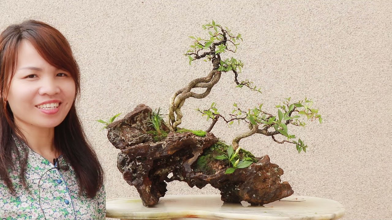 制作一棵树石组合的盆景