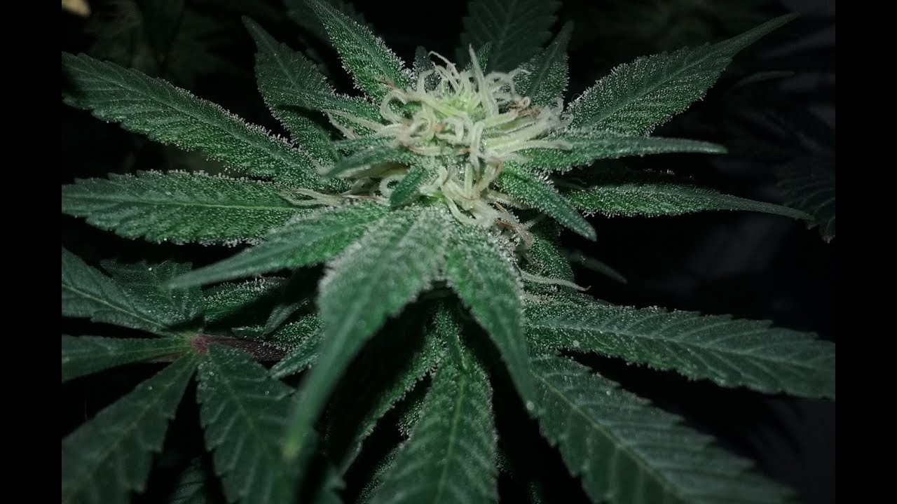 S3.1 E9 Garden Update - Day 28 of Flower