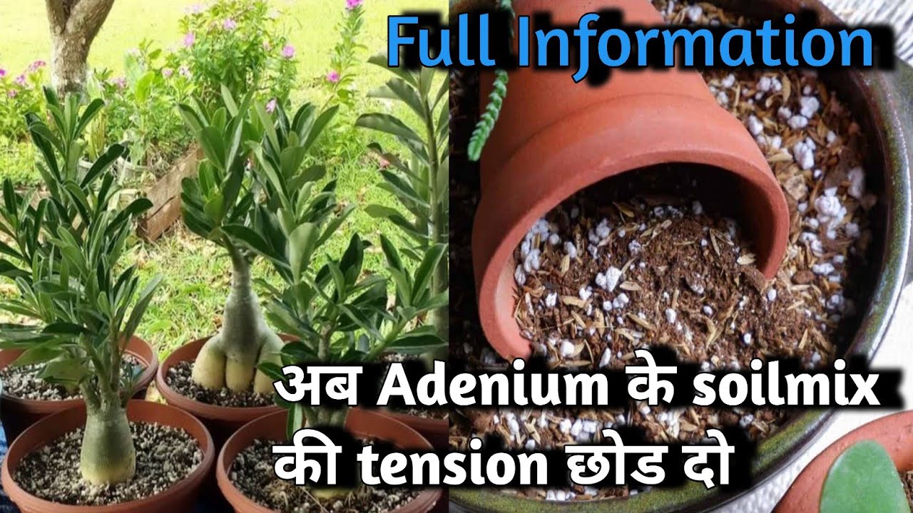 BEST SOILMIX FOR ADENIUM | अब Adenium में Fungus नहीं आएगा | Repoting | Desert Rose |  flowerhouse