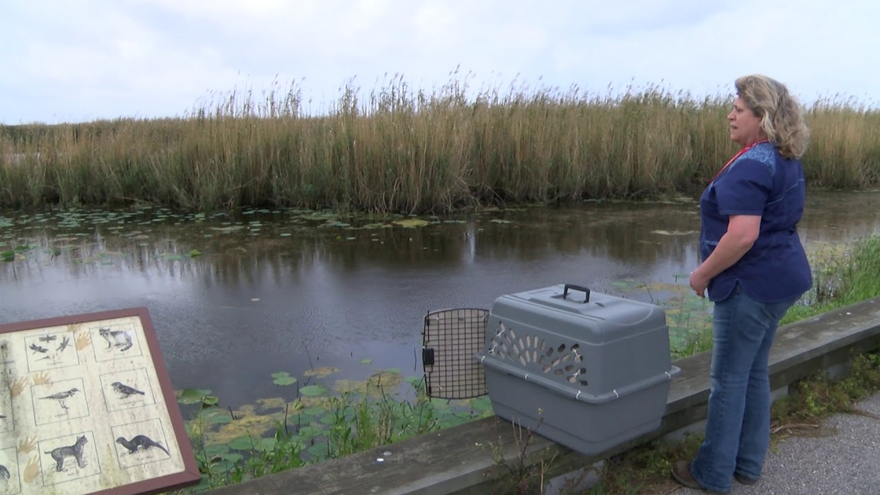 ITC Wildlife Release