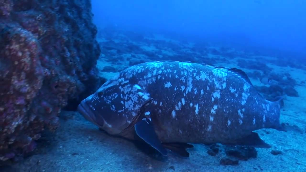 Madeira - Tauchen mit Garajau Diving im Nationalpark