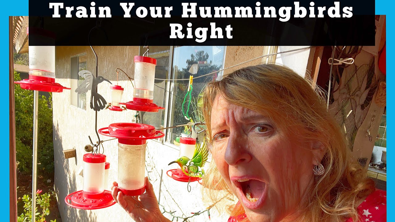 How to Attract Hummingbirds & Keep them Coming🌺 Make Your Hummingbird Feeder Best Restaurant in Town