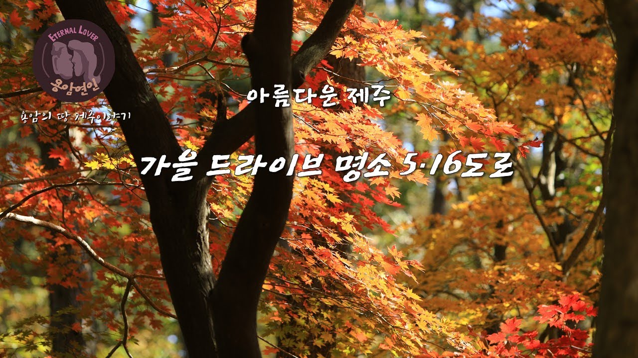 아름다운 제주 -가을 드라이브 명소 5&middot;16도로/5&middot;16도로 숲 터널 단풍길/Autumn in the 5&middot;16 Forest Tunnel
