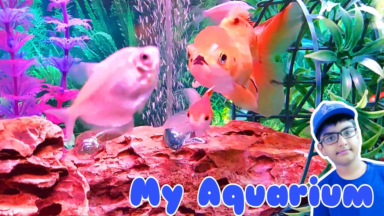 Here's my fishtank/ aquarium with 3 tetra, 4 goldfishes, and 1 glass fish living happily together.