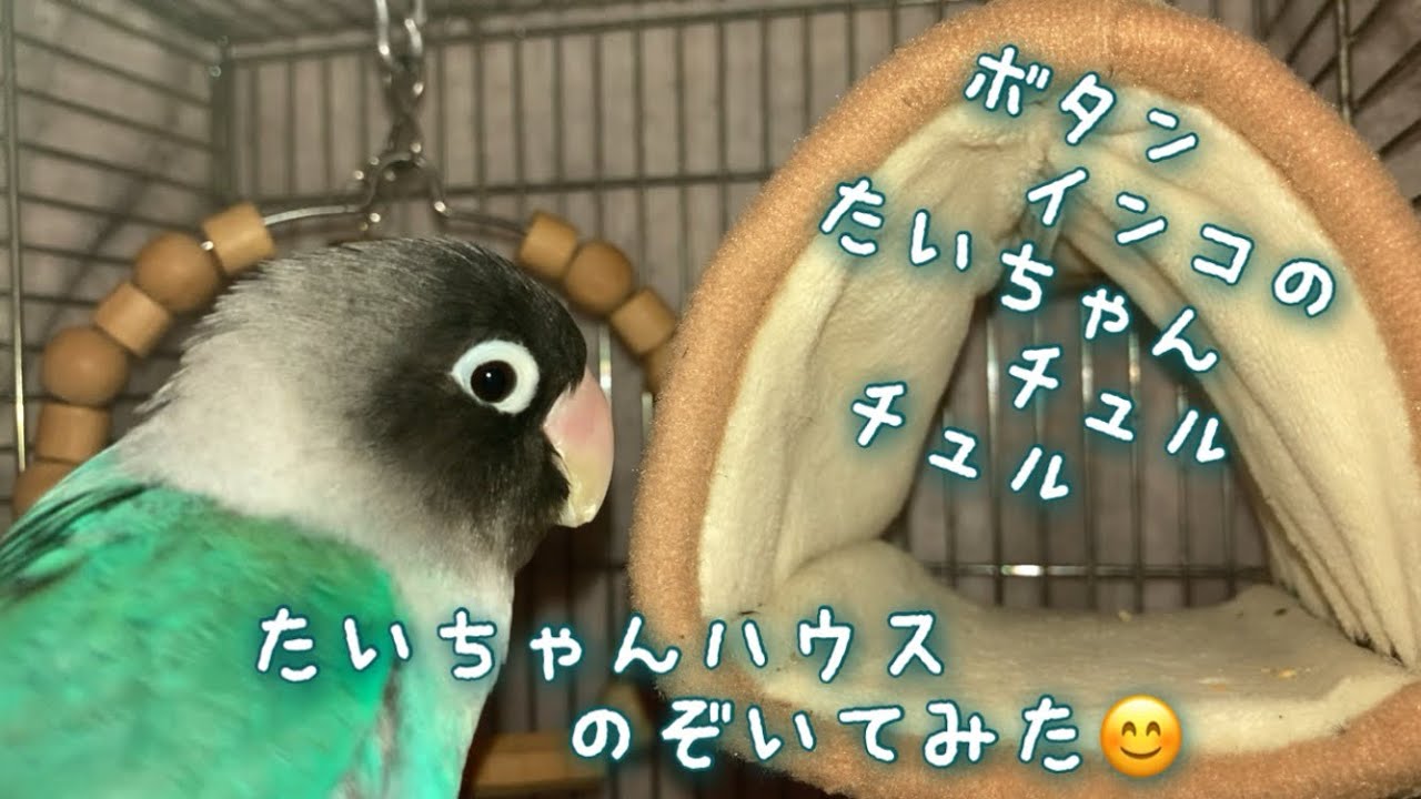 ボタンインコのたいちゃん！たいちゃんハウスのぞいてみた😊