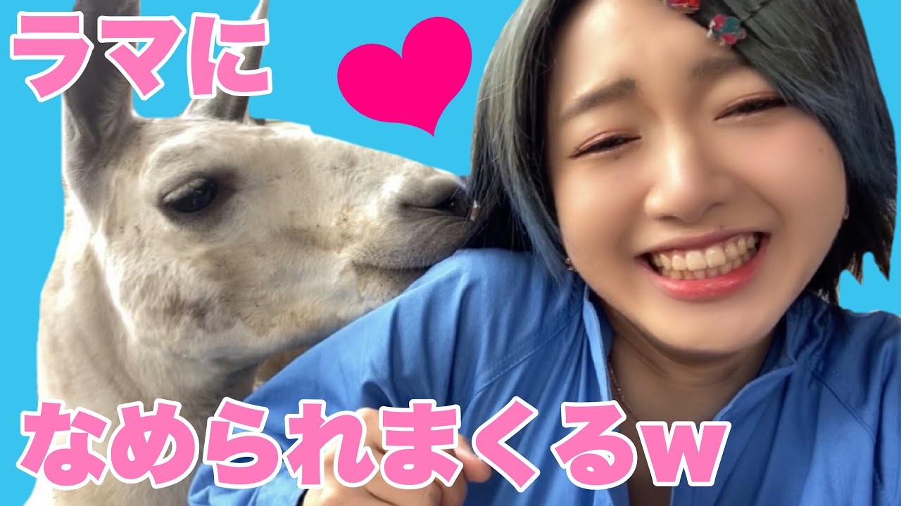 いろんな動物になめられて噛まれる動物好き女子【白幡いちほ】