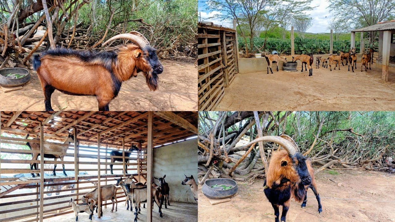 VAJA COMO  ESTÃO, O REBANHO DE CABRAS LEITERAS , PARDA ALPINA. 