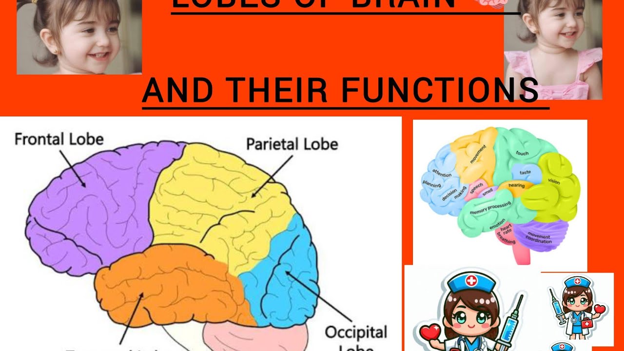 Lobes and their functions CINDERELLA NURSING CLASSES (CNC)