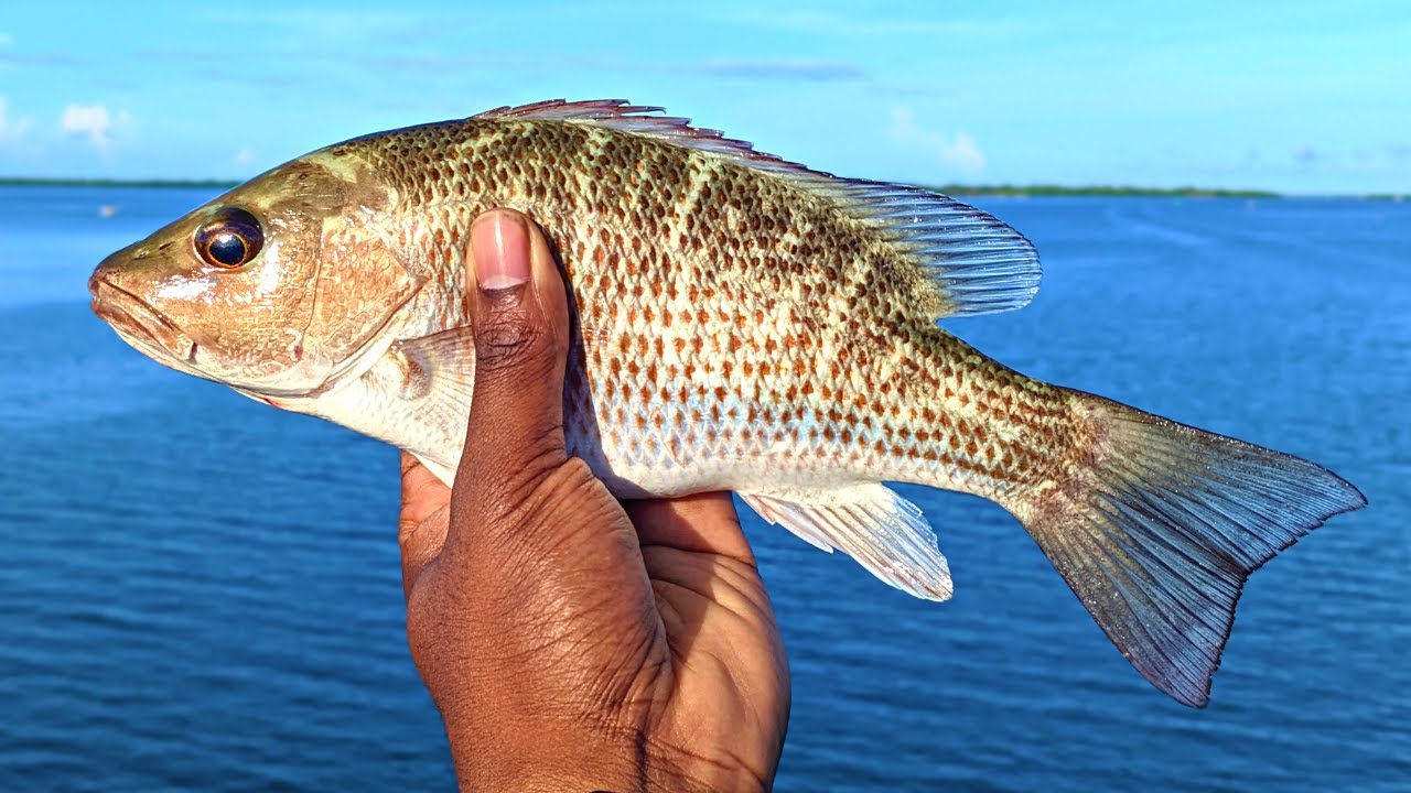 MANGROVE SNAPPER FISHING