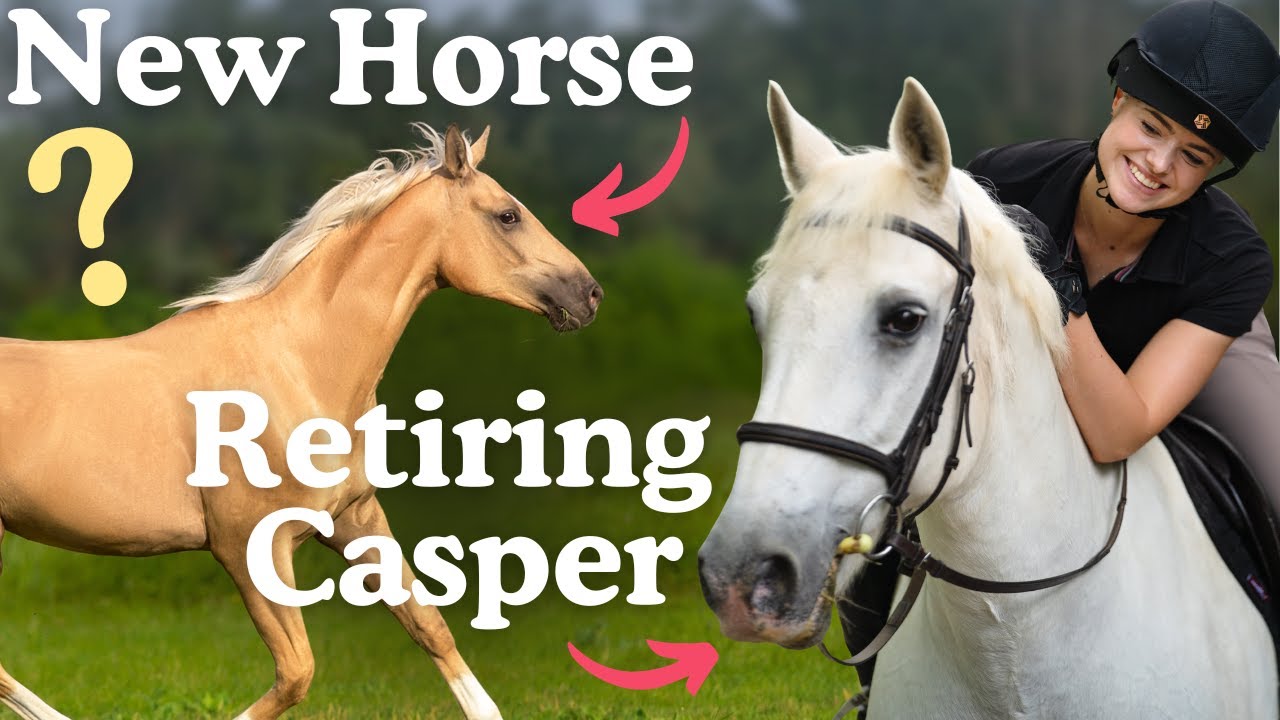 NEW HORSE NEWS - YOU ASKED I ANSWERED - This Esme